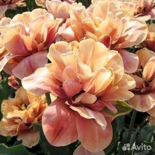 Луковицы тюльпанов