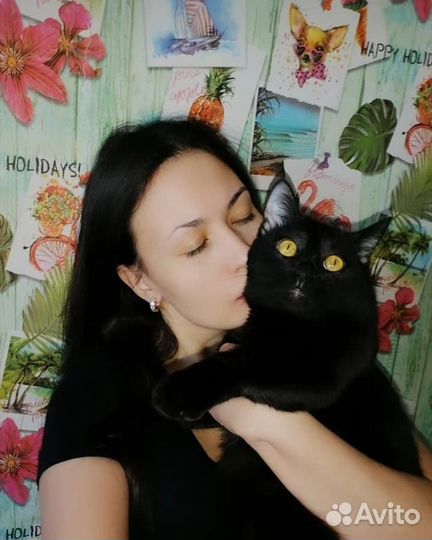 Передержка кошек и котов