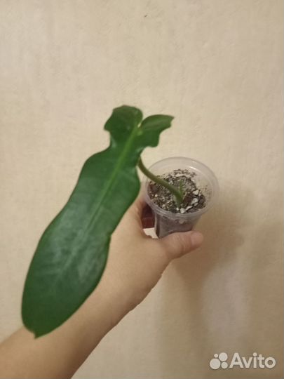 Сингониум, диффенбахия