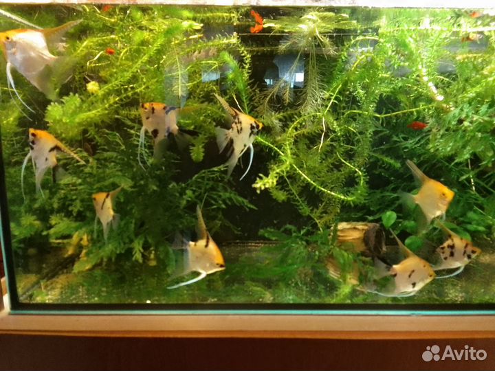 Стеллаж для аквариумов