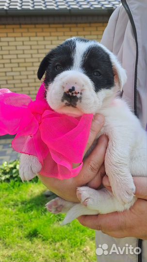 Щенки карапузы в добрые руки