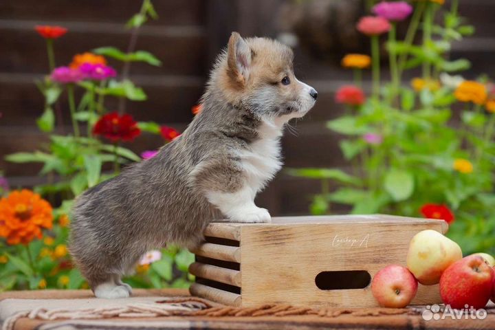 Щенки вельш корги пемброк