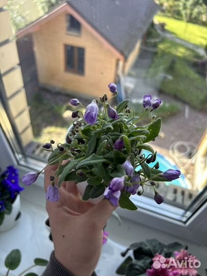 Листики фиалок