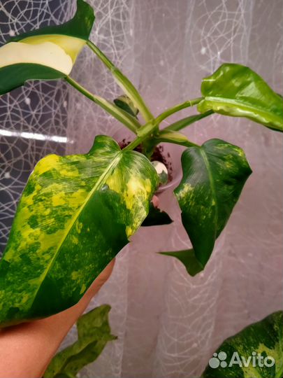 Филодендрон, изменено 17.06