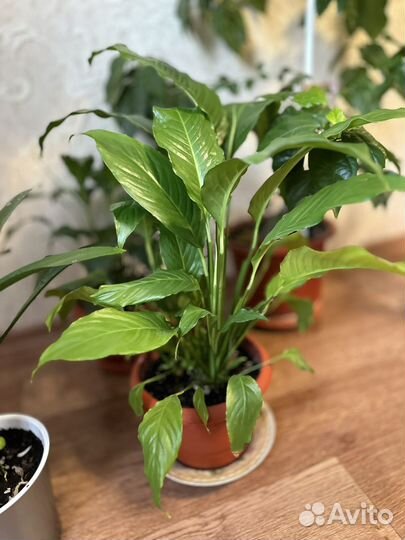 Комнатные растения цветы большие