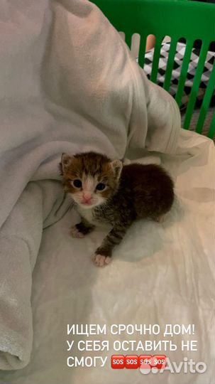 Котята в добрые руки даром