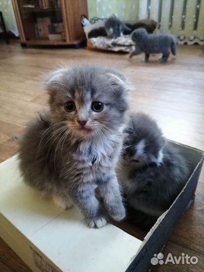 Котята мейнкуна