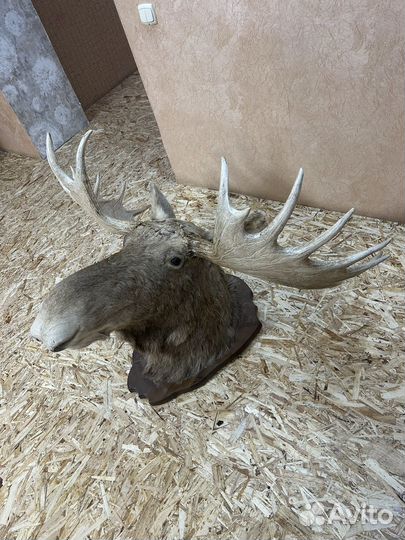 Рога лося