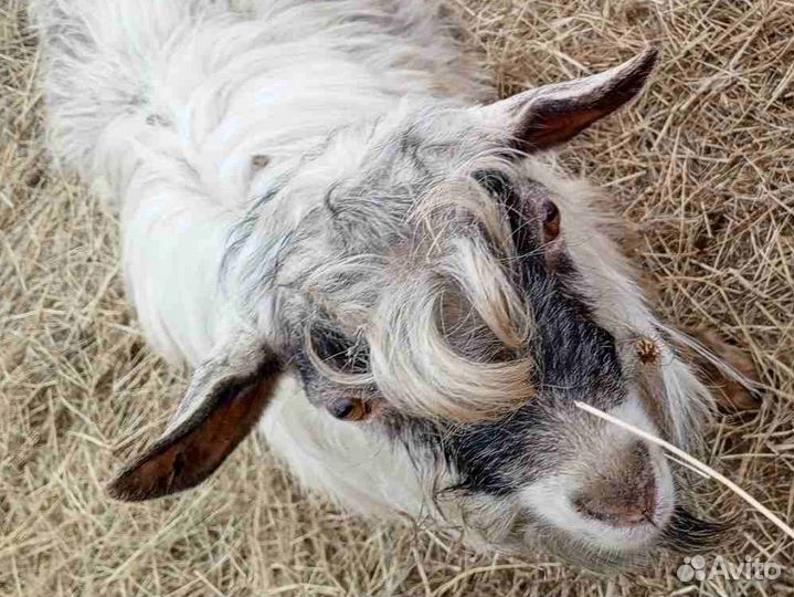 Альпийские козлы