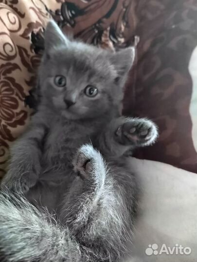 Котята скотиш страйт