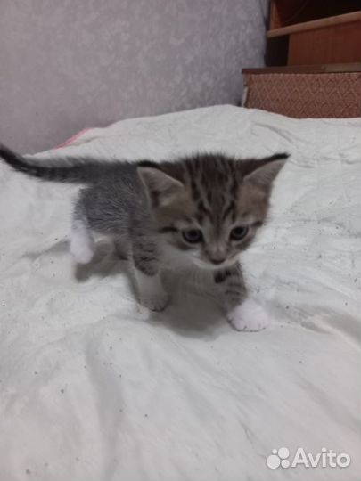 Шотландская вислоухая кошка