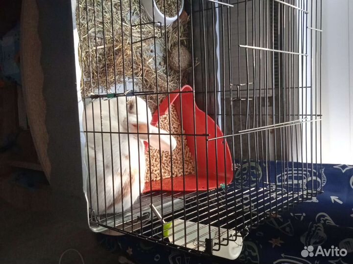 Декоративные кролики