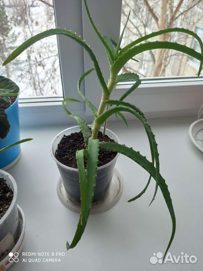 Алоэ столетник