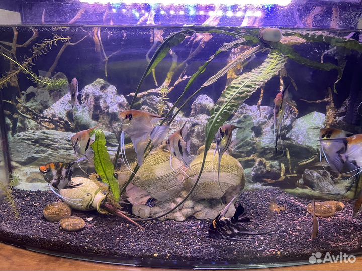 Аквариум
