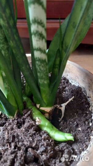 Сансевиерия щучий хвост