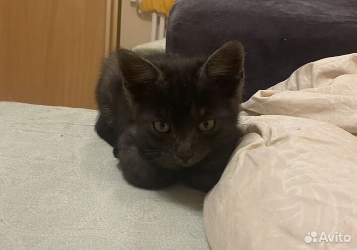 Котенок в добрые руки бесплатно