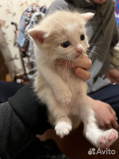 Котёнок бесплатно