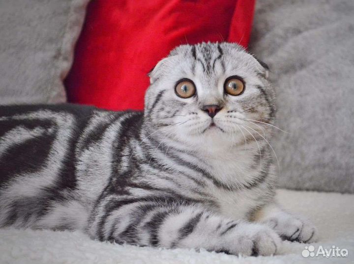 Шотландские вислоухие котята