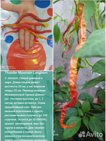 Острый перец Для перцовки, два сорта