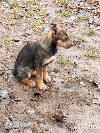 Щенок в добрые руки