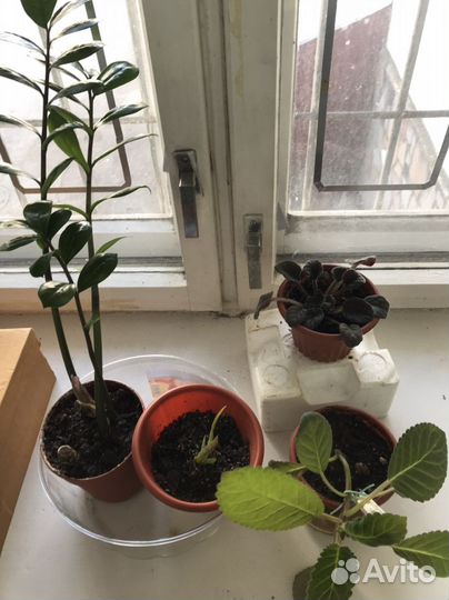 Замиокулькас, глоксинья, фиалка, алоэ вера