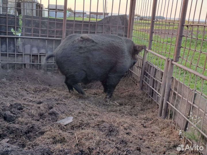 Дикий кабан