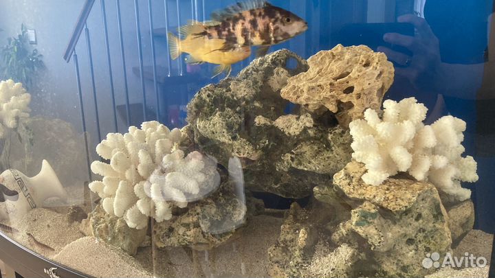 Продаю аквариум со всеми рыбками и оборудованием