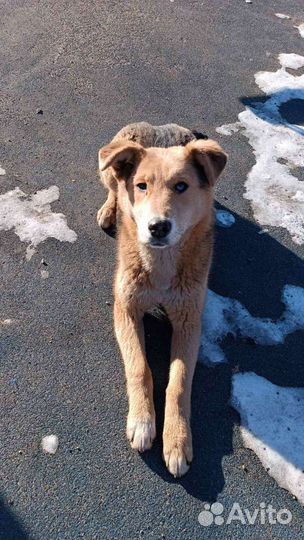 Собака охрана