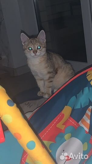 Кошка бесплатно