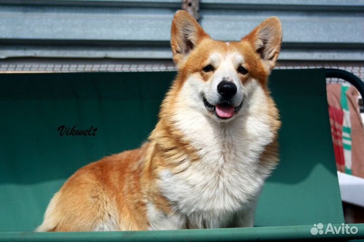 Вельш корги пемброк титулованный кобель ждет жён )