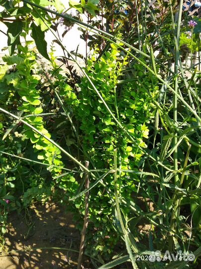 Саженцы барбариса