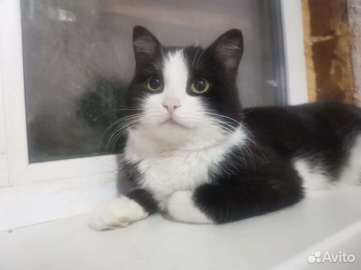 Коты в добрые руки