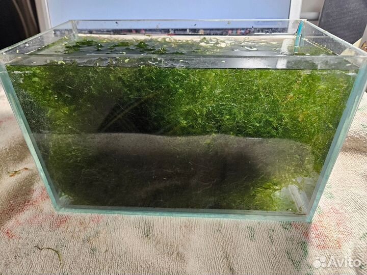 Мох для аквариума
