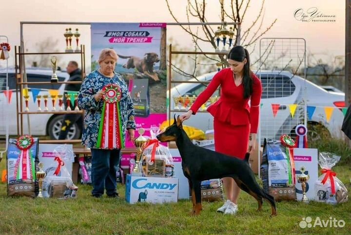 Услуги хендлера, выставочная подготовка