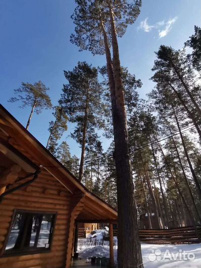 Спил деревьев