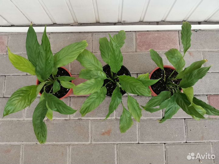 Спатифиллум