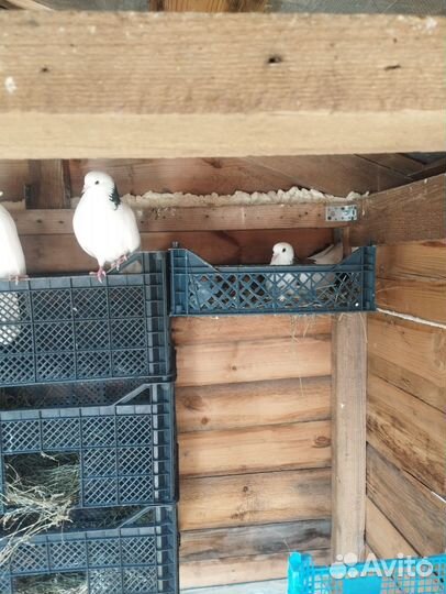 Продажа голубей