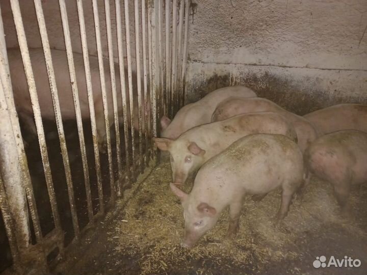 Кабаны на племя