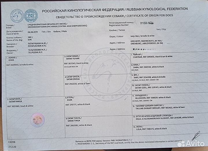 Щенок Алабая девочка с документами