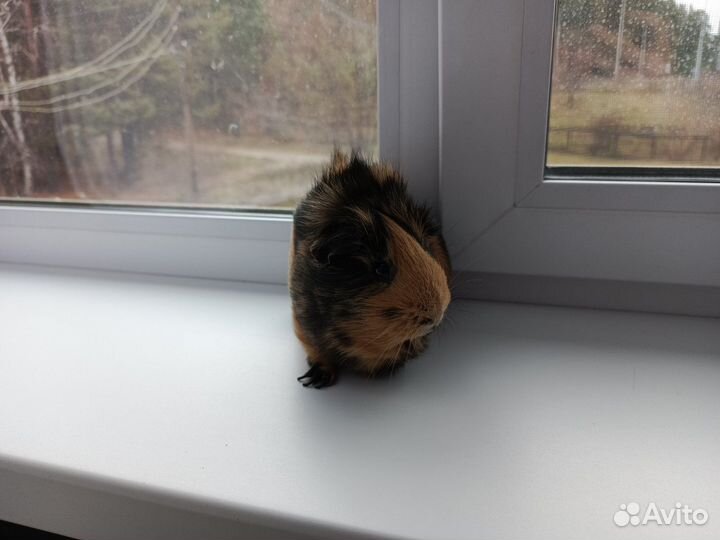 Морская свинка