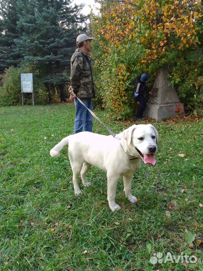 Отдам в добрые руки лабрадора