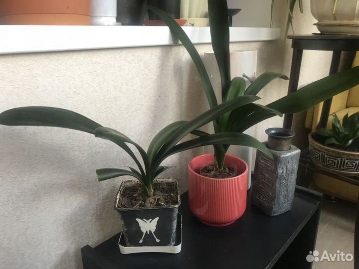 Кливия, Комнатный цветок