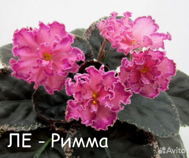 Укоренённые листики фиалки