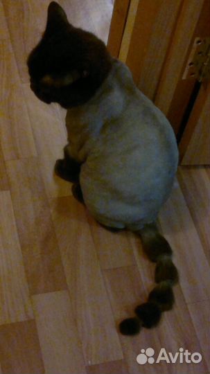 Стрижка кошек в Тюмени. С выездом на дом