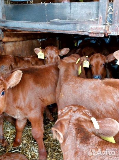 Телята Сименталы и Холмогоры