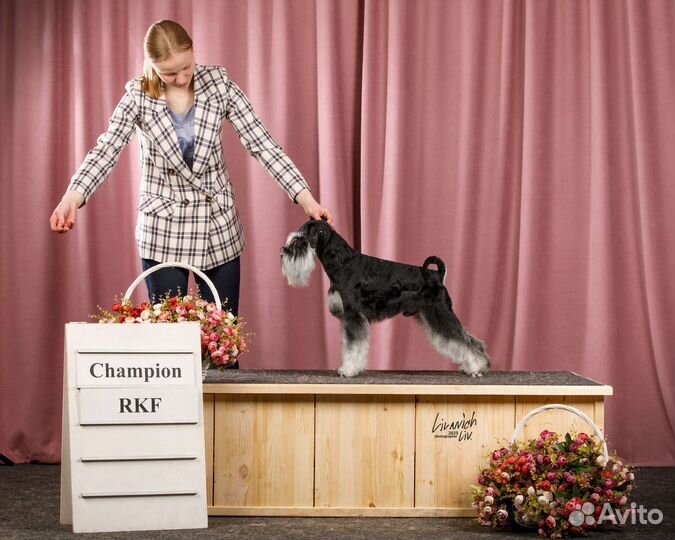 Цвергшнауцер для вязки