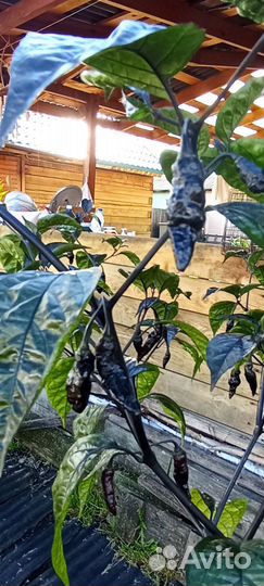 Острый перец Hallov's Eve