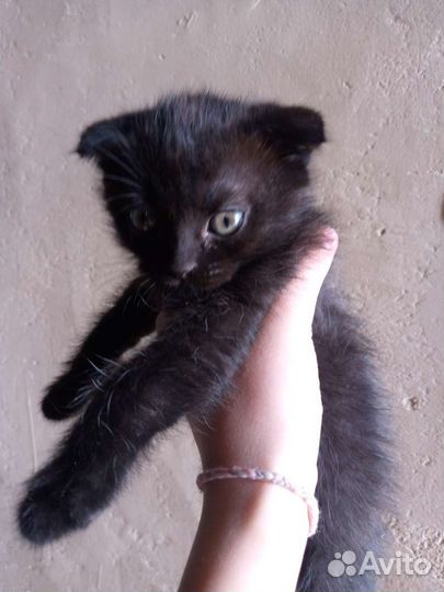 Британский котёнок