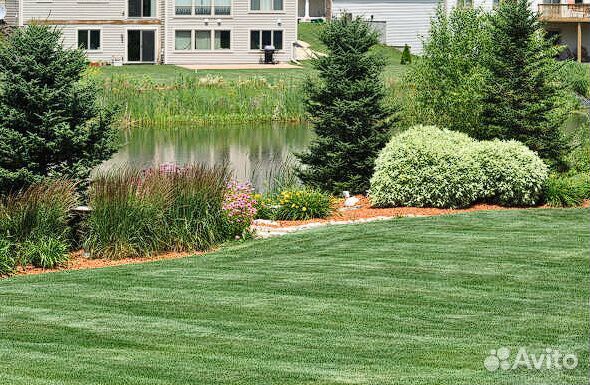 Семена газона