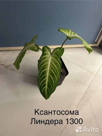 Комнатные растения